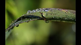 🌧️ Relaxing Music with Rain Sounds for Deep Sleep,  Stress Relief | Soothing Nature Ambience I 2 HRS