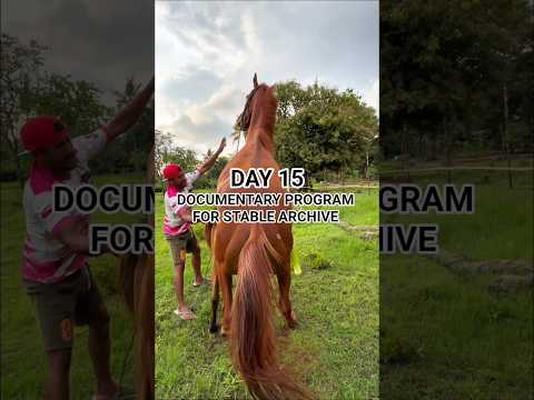 Official Documented for Montana Stable archive day 15 #horse #animals #pets