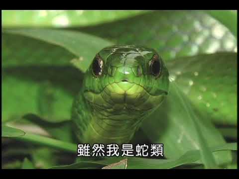 38 補充─青蛇 - YouTube(52秒)