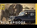 Desert Elephants: Survival and Adaptations