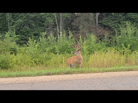 Big buck spotted pinawa manitoba..