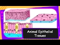 Epithelial Tissue Functions and Types