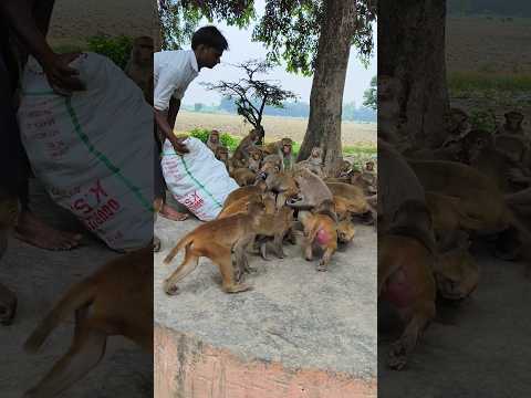 monkey feeding 🍆🐒🐒🐒#monkeyvideo #bandar #monkey 01194
