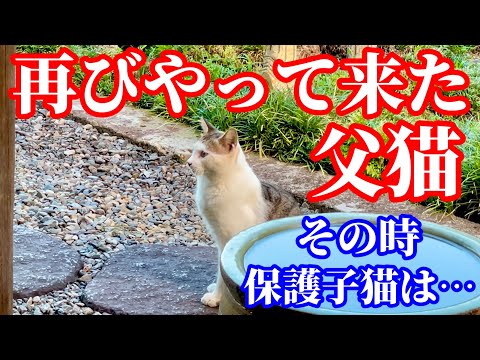 保護した子猫の父猫が我が子を見にやって来ました