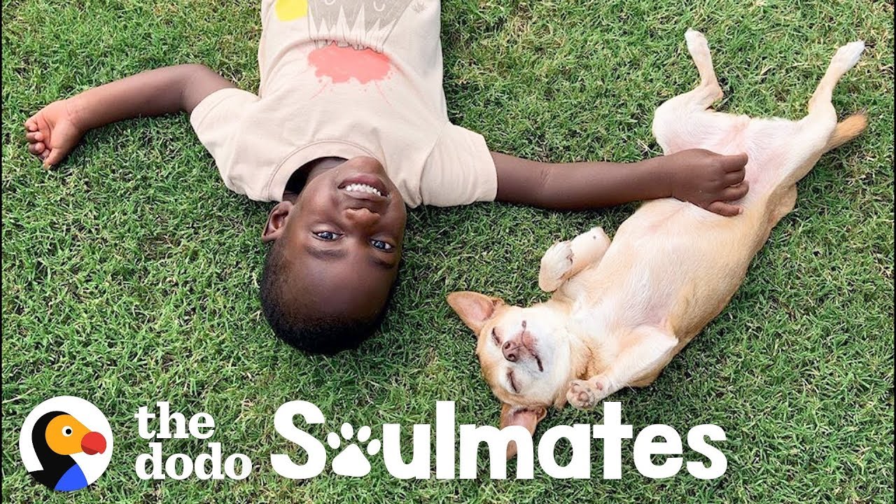 Little Boy Terrified Of Dogs Til He Meets This Senior Pup Soulmates