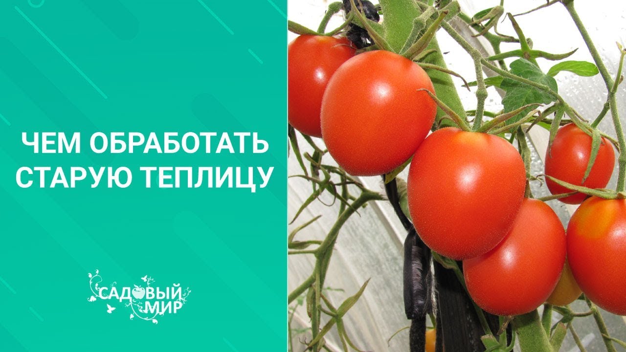 Чем обработать старую теплицу перед посадкой томатов, перцев и баклажан