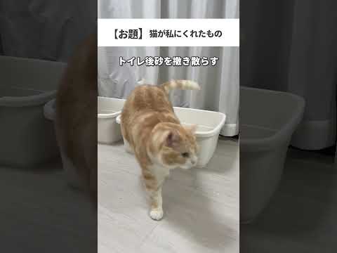 #cat #猫 #猫動画 #ねこの日常 #猫好きさんと繋がりたい #ねこの動画 #ねこ #猫あるある #ねこのいるくらし #替え歌