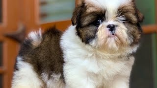 Dog stunt l🥳shitzu😘 new member Dog l #cute puppy status #tik_tok #tiktok #dog #short #shitzu #16