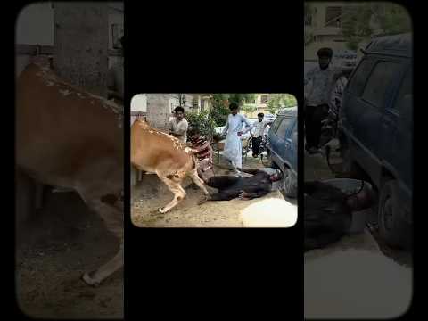 Eid Mubarak😂❤️ #shorts #viral #qurbani2k25 #cowlover #popular #karachi #foryou