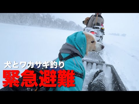 災害級の大雪で猛吹雪に凍える中、車に戻れなくなりました...【犬と車中泊】