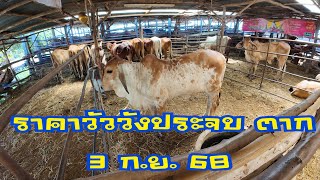 ราคาวัวตลาดนัดโคกระบือวังประจบ ตาก (3 กันยายน 2568)