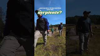 ¿Que hacer si te encuentras con una serpiente?