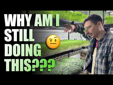 8 Weird Reasons Why I Still Grow Microgreens (That May Surprise You!)
