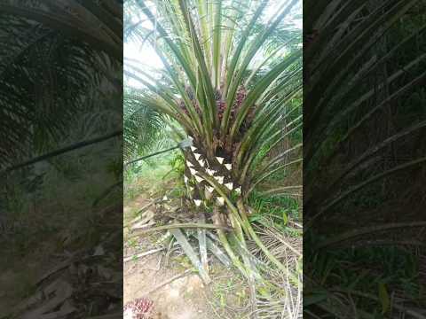 yang belum tau tumbuhan sawit lihat dulu #shortvideo #fyp