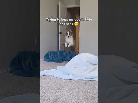 One day I'll win my dog in hide and seek 🤭🤣🐾