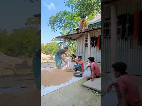 See how he took more rice from the rice farmer.