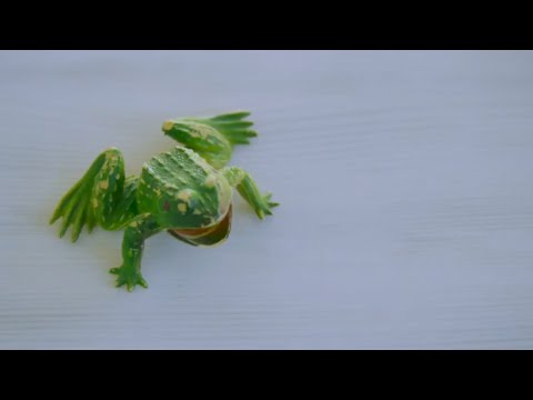 Chicken Wings (Official Audio) | SORELLE