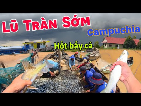 Mưa dữ dội dở chà hốt bầy cá linh khủng vùng đầu nguồn biên giới Việt Nam Campuchia