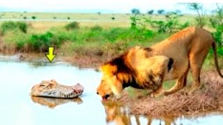 "عالم الحيوان: 🦁 أقترب هذا الأسد من نهر التماسيح 🐊 ولكن ما حدث لم يكن متوقعًا! 😲✨"#عالم_الحيوان