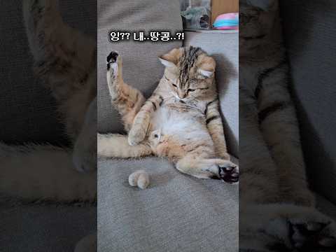 잃어버린 땅콩을 만들어 주었더니 고양이 반응 #cat #고양이 #고양이일상 #funny