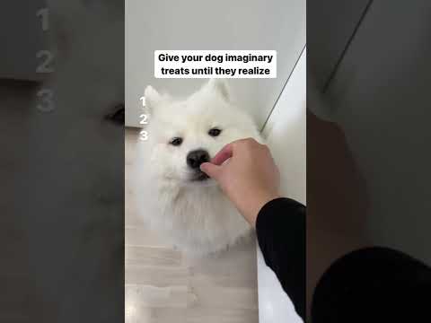 My Dog‘s Reaction To Imaginary Treats #shorts #dog
