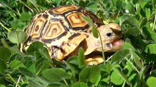 実は『ヒョウモンガメ』を飼っていました