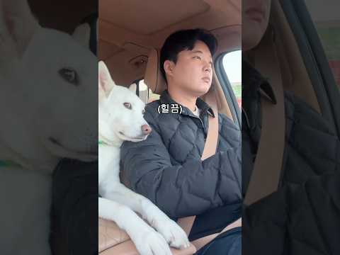 진돗개한테 상처 받은 이유.. (강아지 여친)