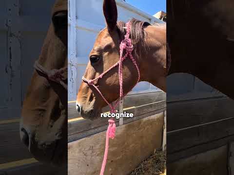 This Mother Horse Refuses Her Baby