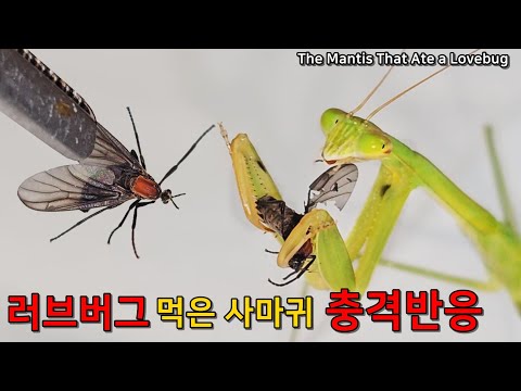 러브버그를 사마귀에게 주었더니, 충격적인 사마귀 반응!