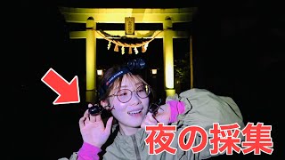 夜の神社での昆虫採集で大興奮