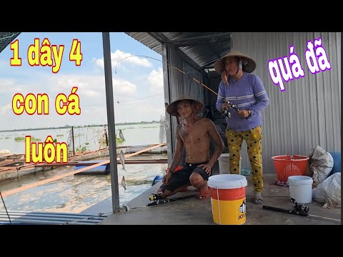 Câu Cá Sác Bằng Thẻo Cá Dính Có Dây Thấy Mà Ham # SĂN BẮT ĐỒNG THÁP #