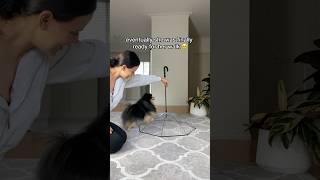 Proud mama 🥹 #pomeranian #dog