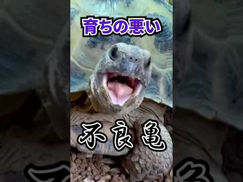 2年間でリクガメはどれだけ成長するの？？