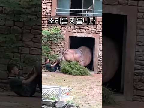 갑자기 하마가 분노하자 얼어버린 남성 ㄷㄷ