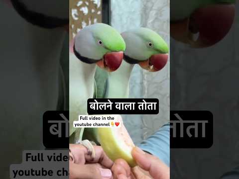 बोलने वाला तोता #talkingparrot #bolnewalatota #mitthu #trending #shortvideo #shorts #viral #pets