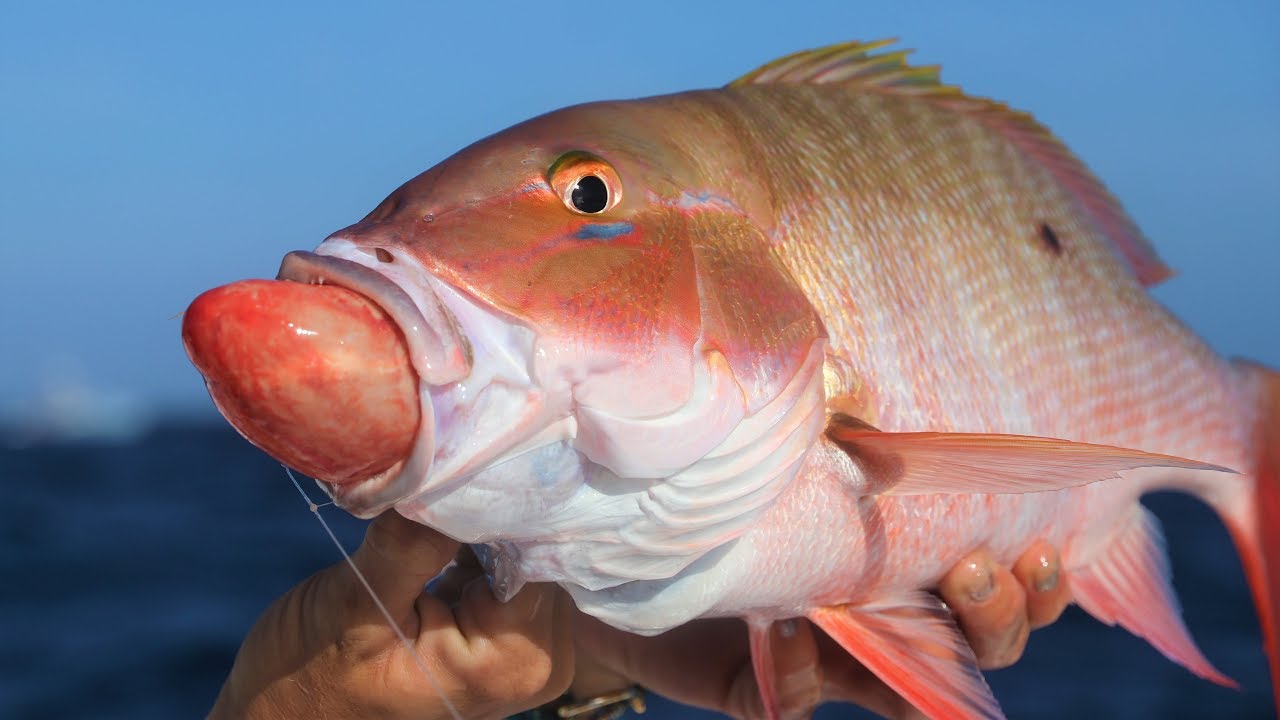 Why is This Fish THROWING UP It's STOMACH? Florida Deep Sea Fishing