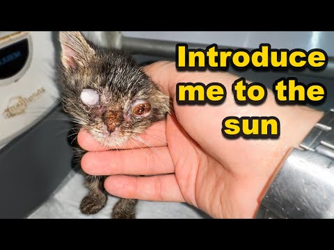 This Blind Kitten's Journey Will Melt Your Heart (Rescuing a Blind Kitten Left for Dead )Cat videos,