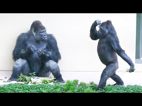 Gorillas taking shelter from a sudden Thunder storm | The Shabani’s Group