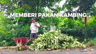 cara membawa banyak pakan kambing dengan angkong agar gak tumpah