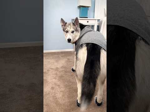 DANCE OFF! Who won? #dancingdog #huskies