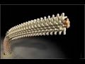Flagellum Structure and Function