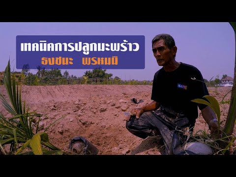 เทคนิคการปลูกมะพร้าว โดยธงชนะ พรหมมิ//สามอาชีพฯ
