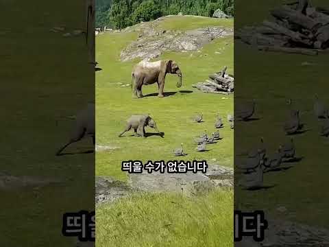 와 코끼리의 놀라운 사실 ?? ㄷㄷ
