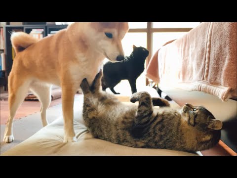 室内で過ごし始めた保護猫さん Play in the room with new cat