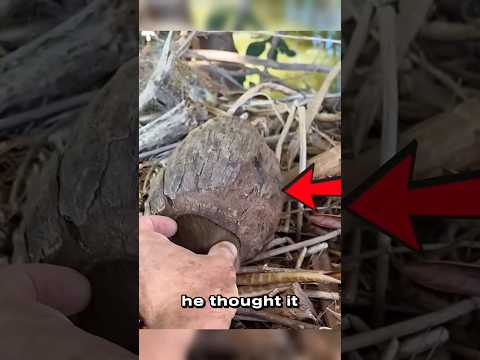 He Thought It Was a Coconut… Until It Moved 😱🐹