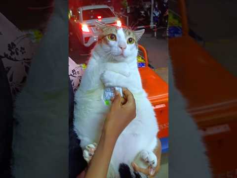 YOYO NANGIS KALO MAKANANNYA DIAMBIL