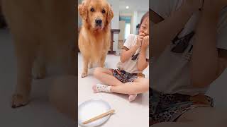 How fast do I need to be to get some?!😠狗：要多快才吃的上啊 #pets #dog  #goldenretriever