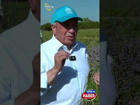 Nilüfer’de Lavanta Hasadı Başladı