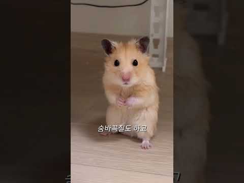 어느순간 갑자기 친해진 햄스터