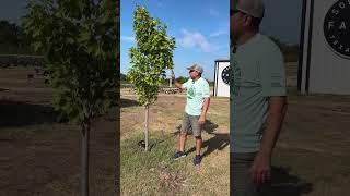 Watering trees for summer survival!